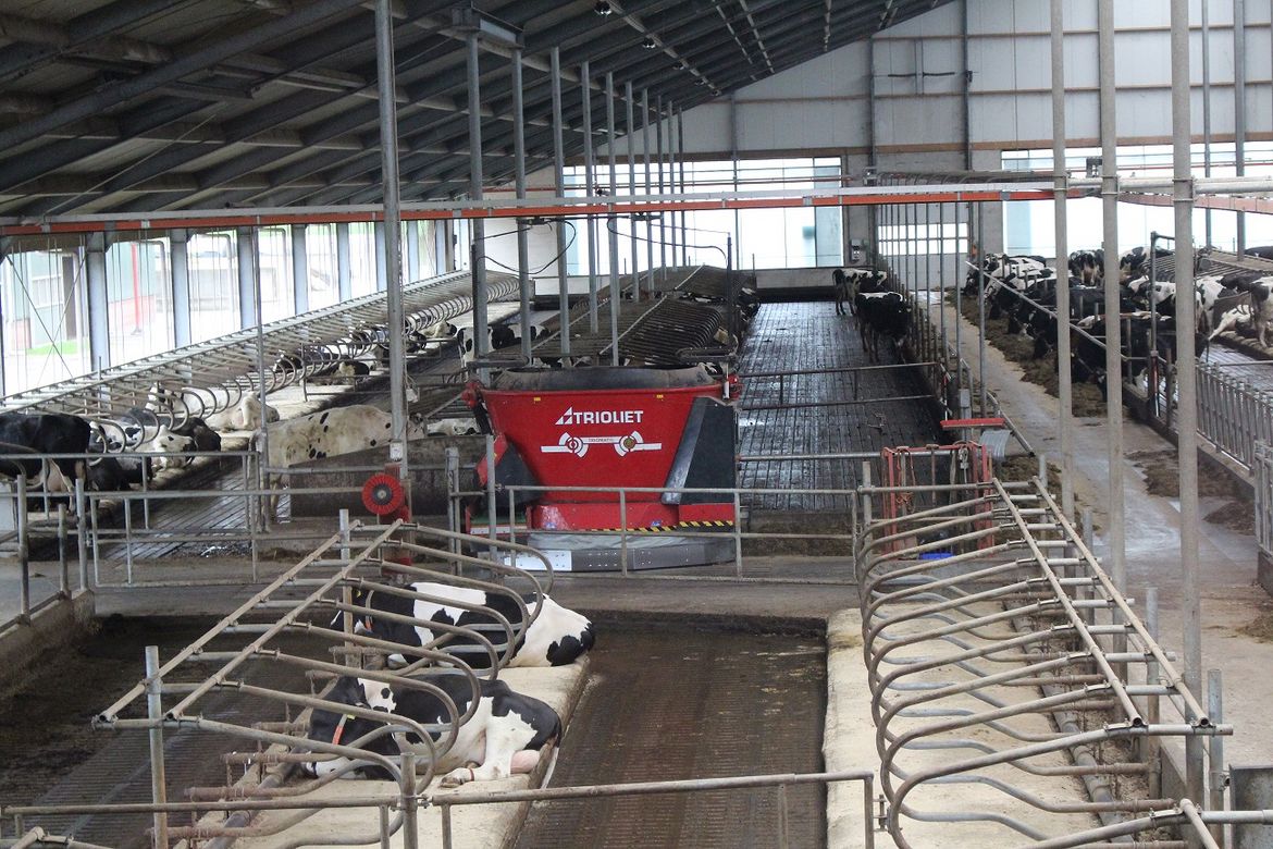 L'alimentation-automatique-peut-être-installée-dans-les-bâtiments-d'élevage-de-vaches